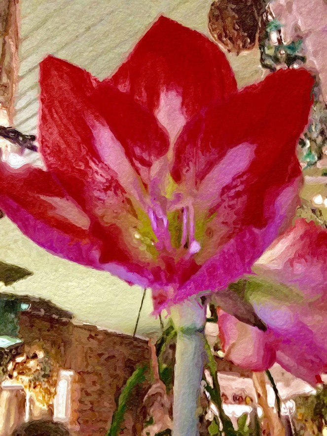 bloom-on-the-sun-porch