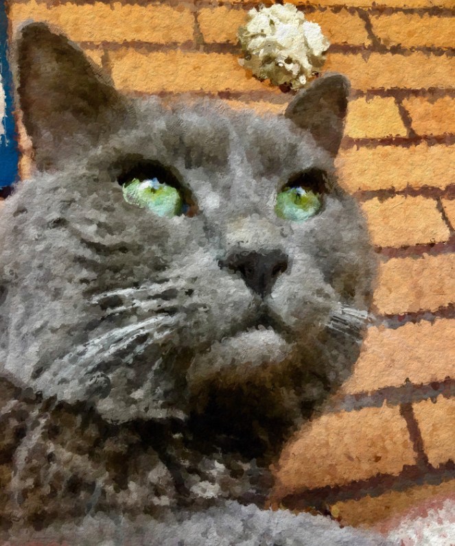 Jasper On Th Sun Porch