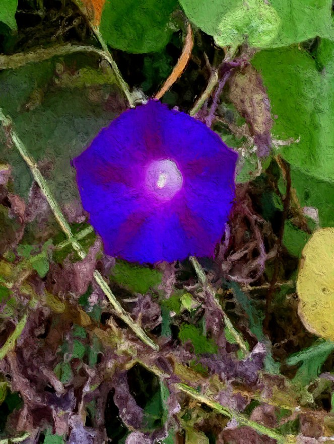 november-morning-glory